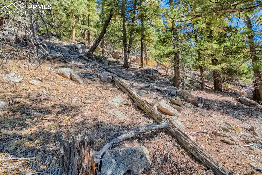 Image 17 of 27: View of local wilderness