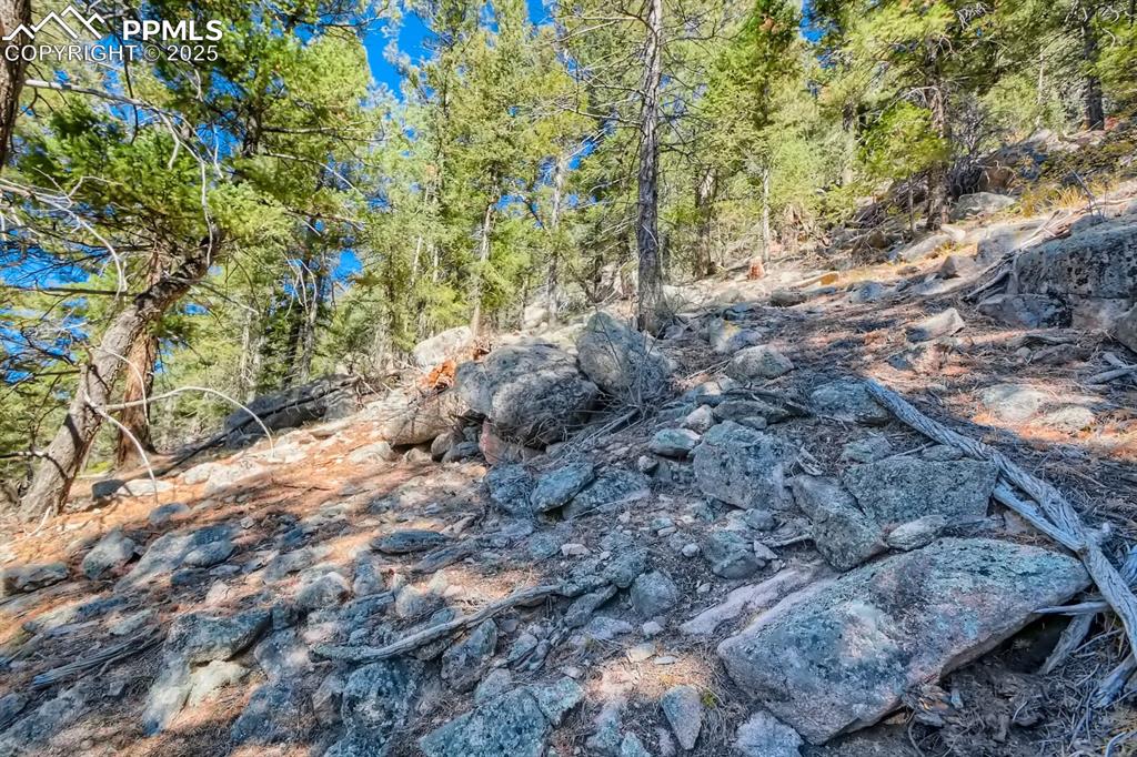 Image 18 of 27: View of tree filled area