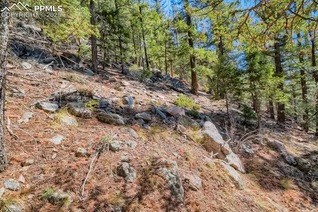 Image 20 of 27: View of local wilderness