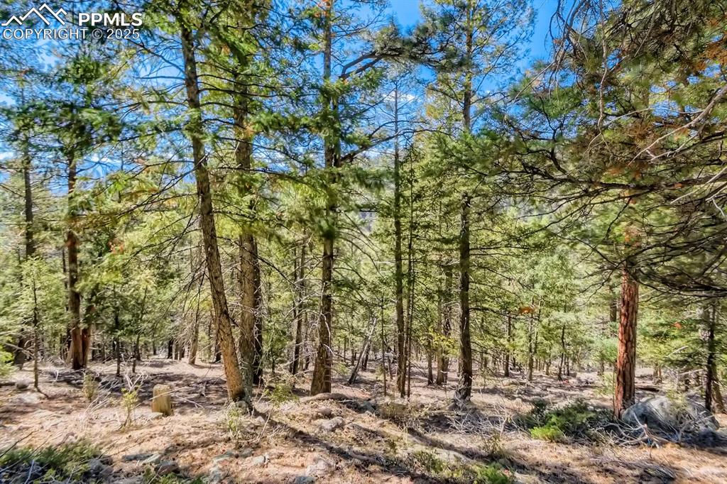 Image 22 of 27: View of wooded area