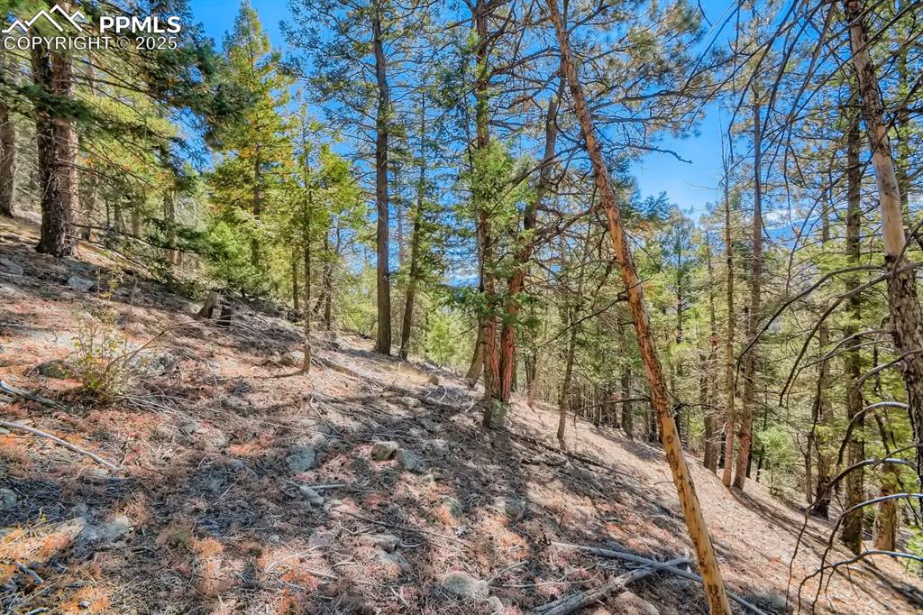 Image 23 of 27: View of woods