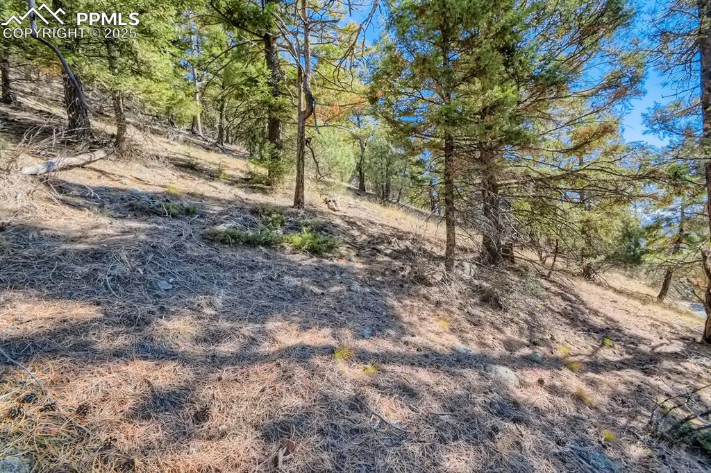 Image 25 of 27: View of local wilderness