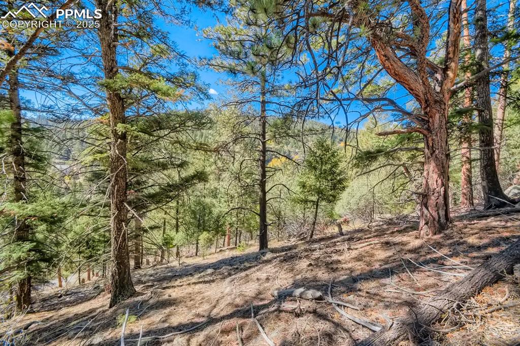 Image 6 of 27: View of wooded area