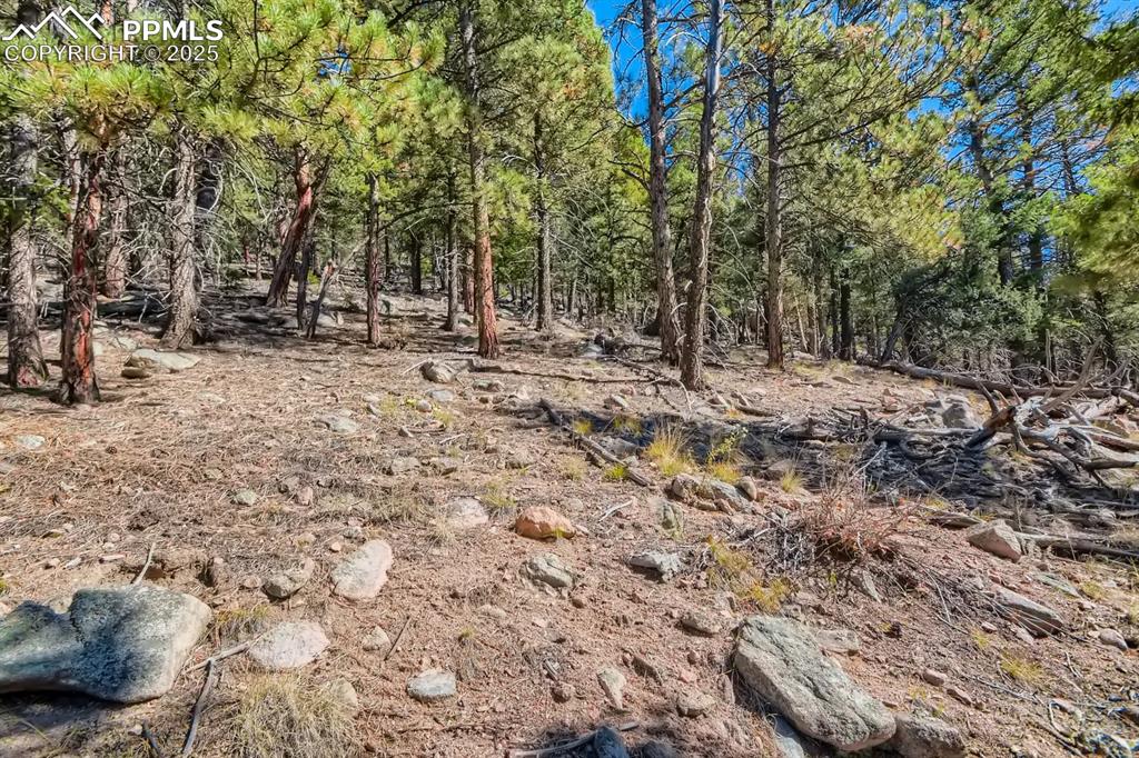 Image 7 of 27: View of local wilderness