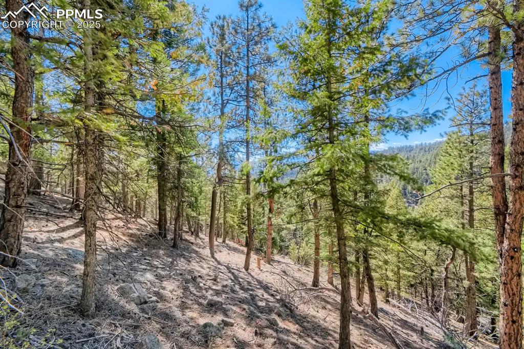 Image 9 of 27: View of tree filled area