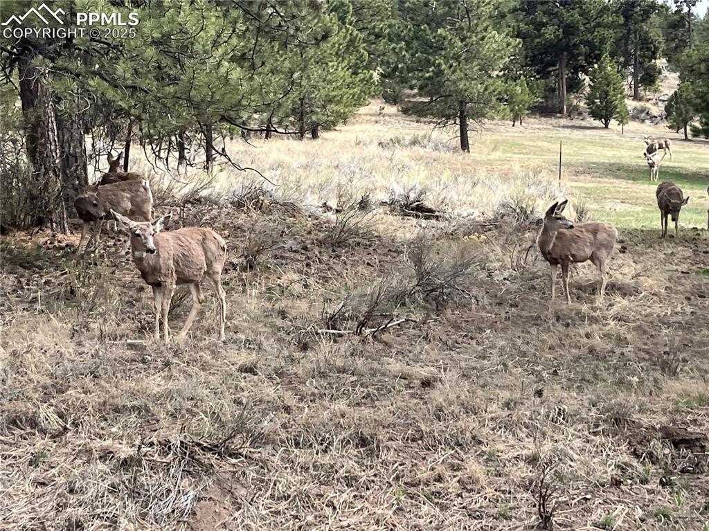 Image 26 of 28: Wildlife is abundant throughout the area.