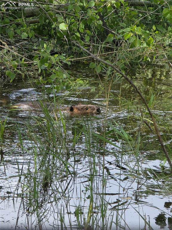 Image 41 of 42: View of nature