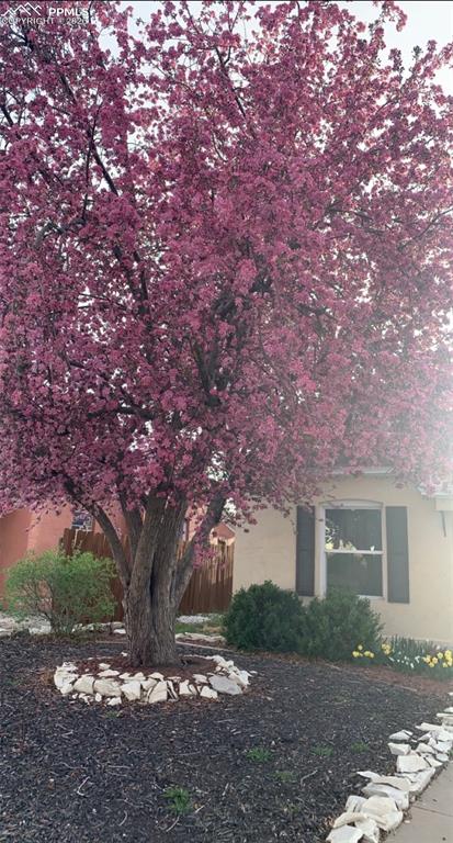 Image 4 of 40: Established Yard with Flowering Tree, Tulips, Hyacinths, and Daffodils