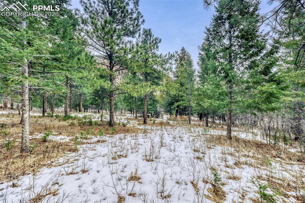 Image 14 of 26: mature ponderosa pines