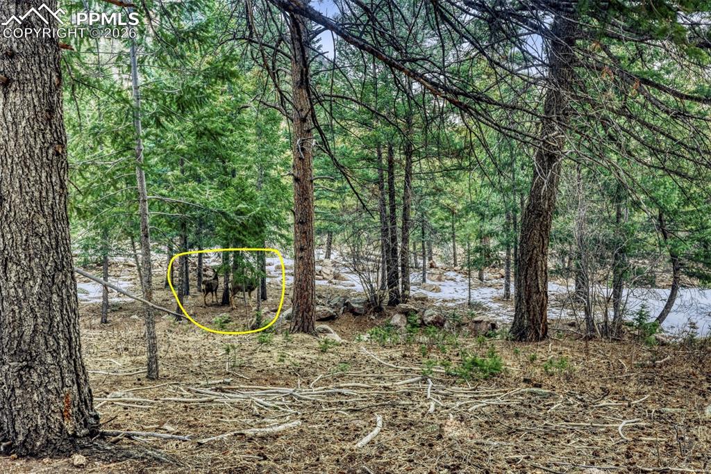 Image 3 of 26: plenty of wildlife