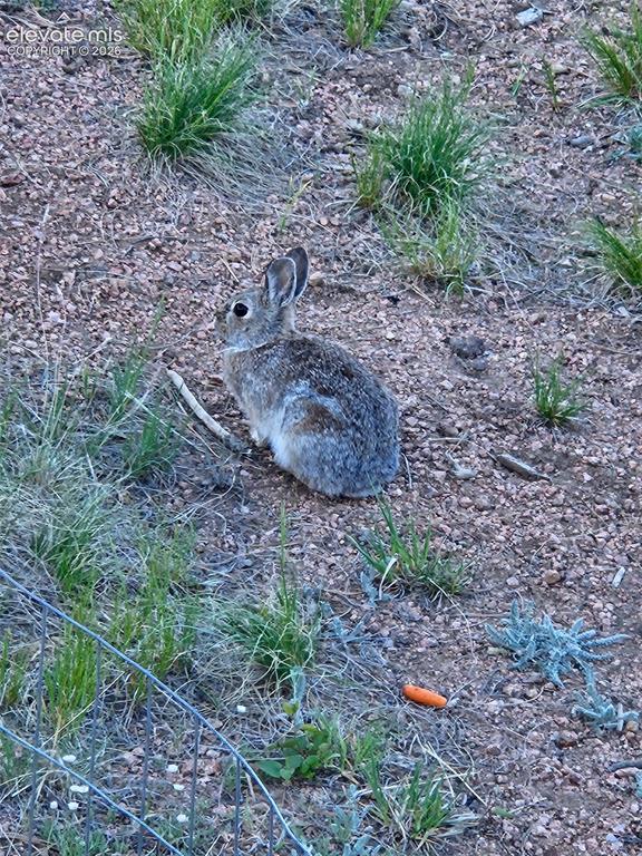 Image 36 of 37: bunny in the yard