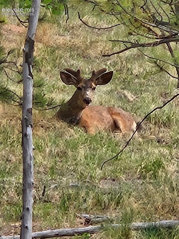 Image 37 of 37: Who is watching you outside in the yard
