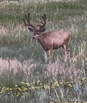 Image 4 of 23: Other