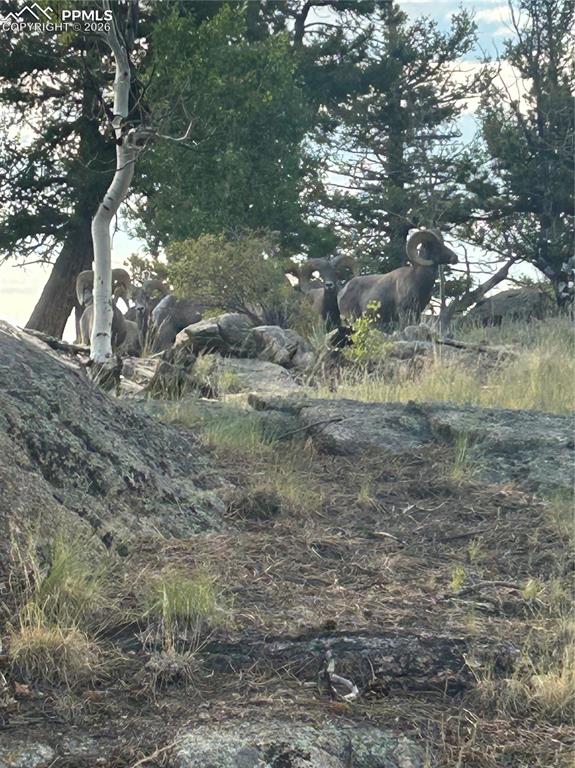Image 44 of 44: Big Horn Sheep
