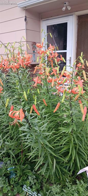 Image 39 of 45: Summer Flowers