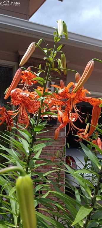 Image 40 of 45: Summer Perennials