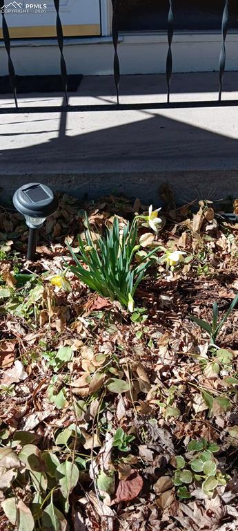 Image 43 of 45: Spring Flowers