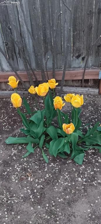 Image 44 of 45: Spring Flowers