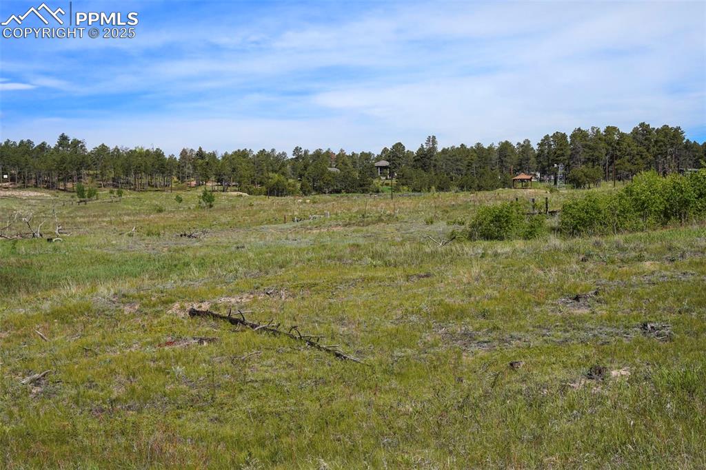Image 7 of 15: Aspen Grove