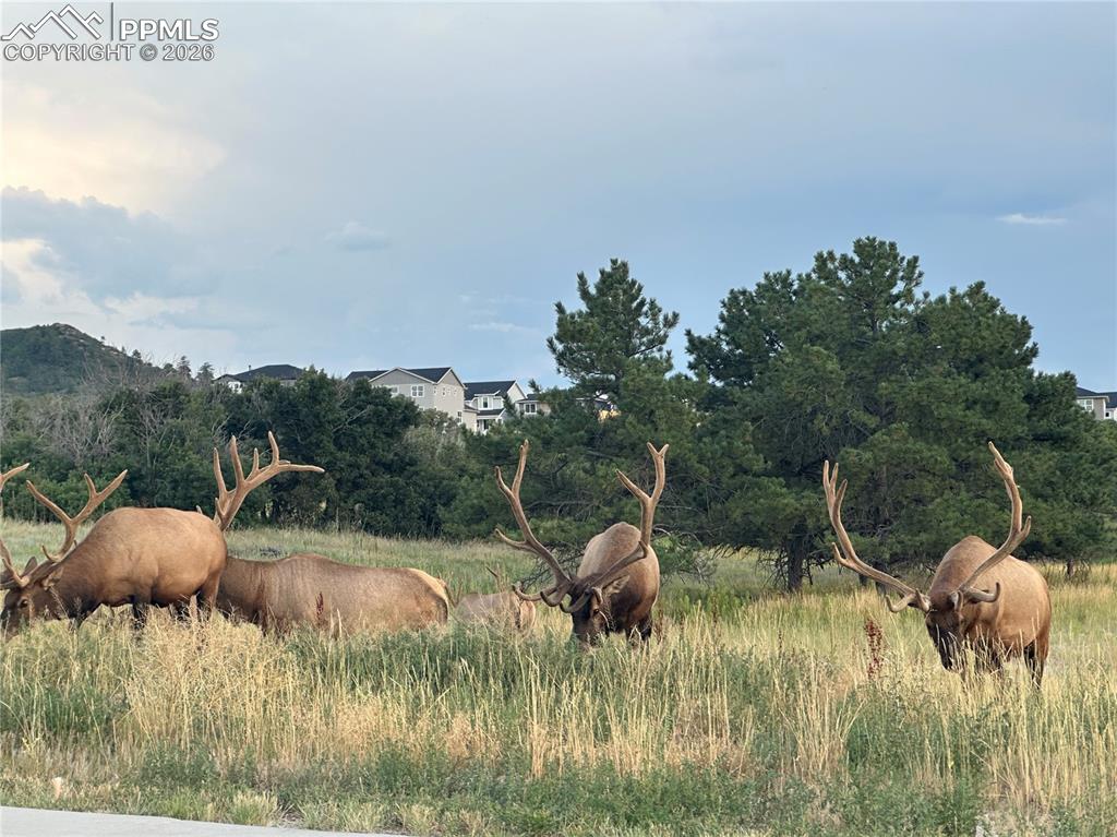 Image 49 of 50: Elk seen from the sidewalk around the corner from 146 Kitselman