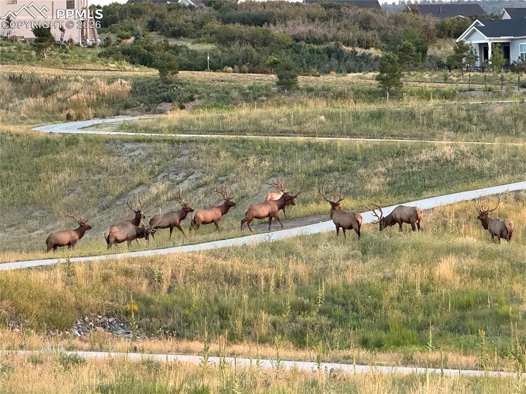 Image 50 of 50: Elk amongst the miles of Montaine trail system 