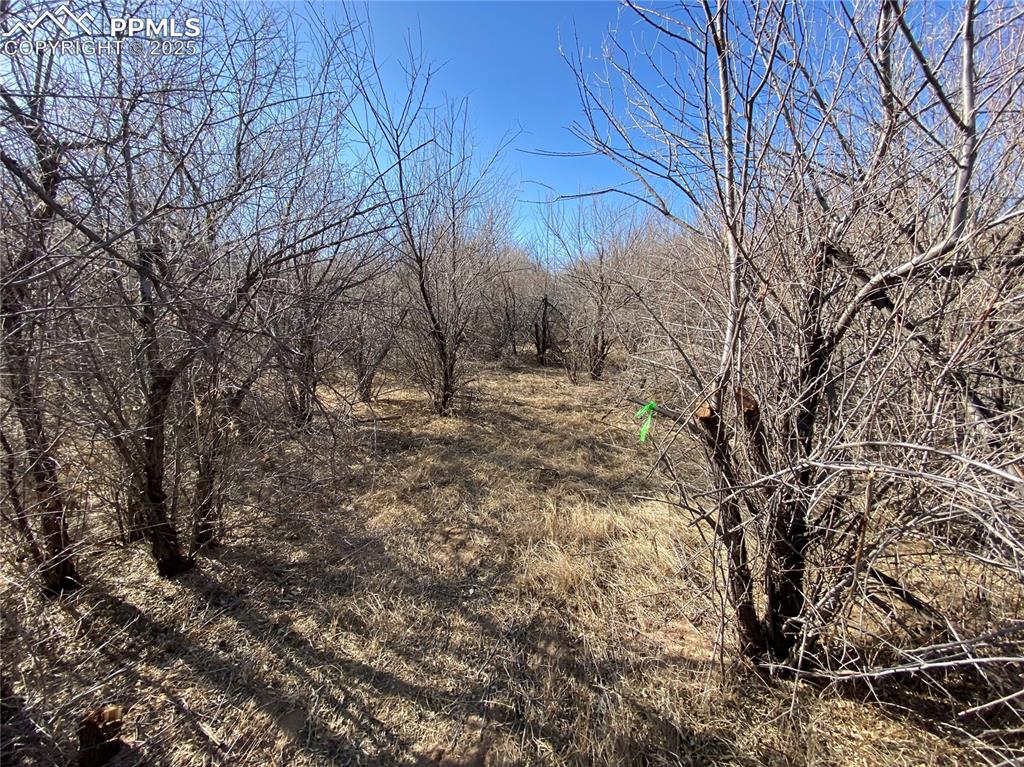 Image 6 of 12: View of nature