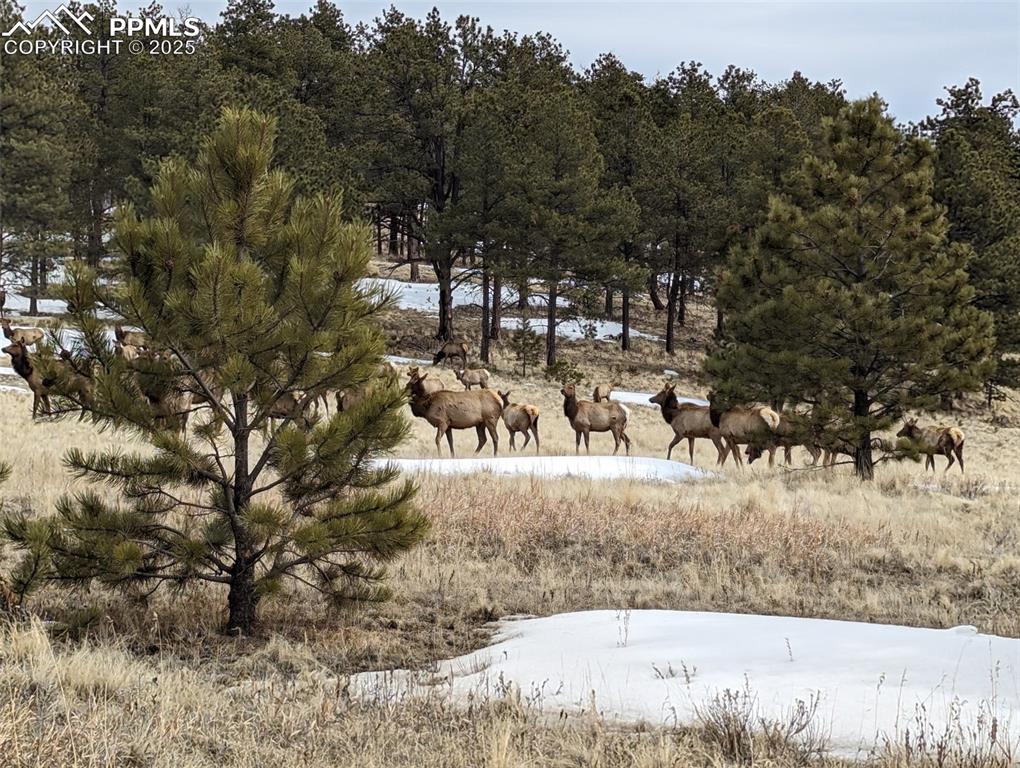 Image 42 of 43: Elk herd