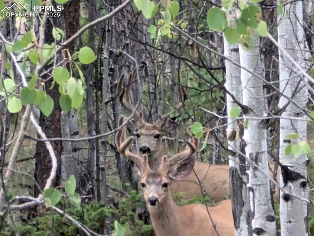 Image 43 of 43: Deer