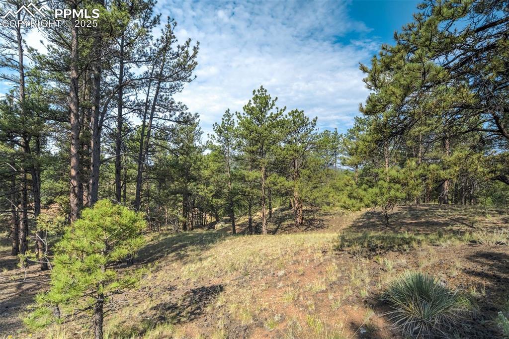 Image 11 of 25: View of wooded area
