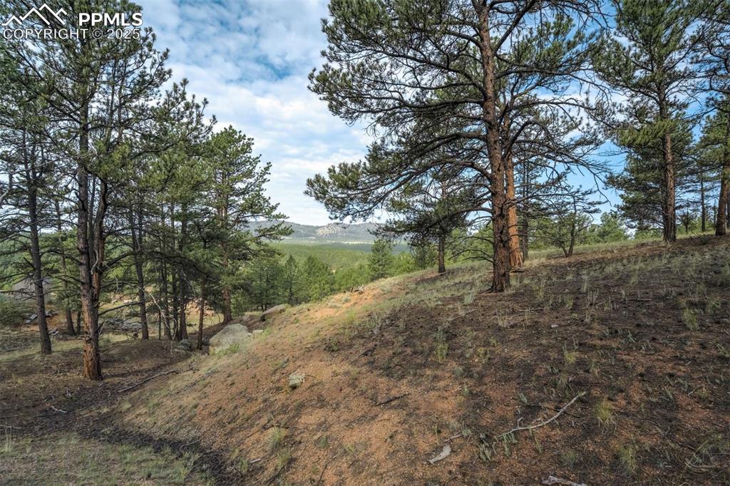 Image 16 of 25: View of local wilderness