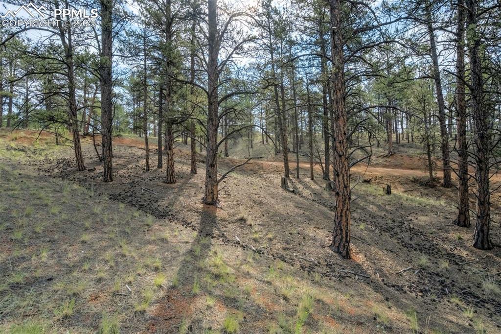 Image 17 of 25: View of undeveloped land