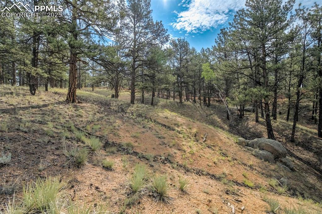 Image 21 of 25: View of local wilderness