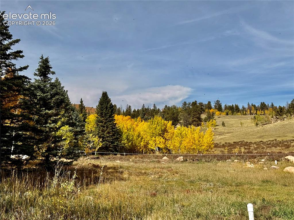 Image 41 of 43: Expansive natural landscape featuring mature evergreen trees and vibrant ye