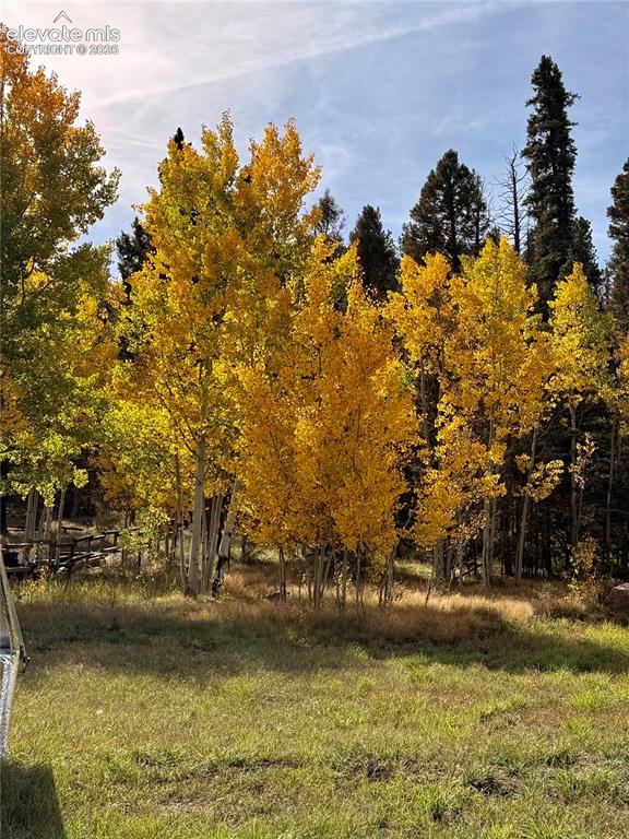 Image 42 of 43: Expansive grassy area featuring mature deciduous trees with yellow foliage 