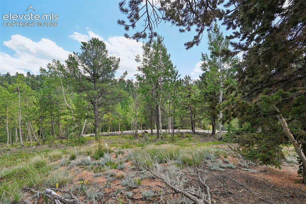 Image 18 of 21: Mature pine and evergreen forest setting with natural understory vegetation