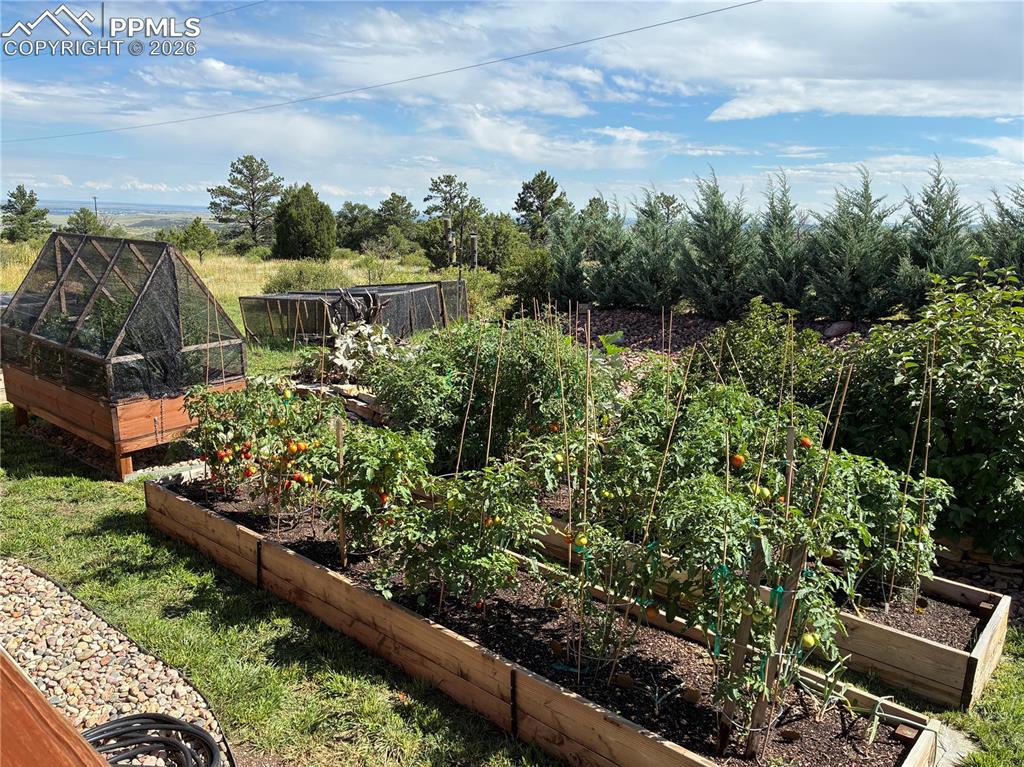 Image 43 of 49: Summer 2025 yard with full raised garden beds