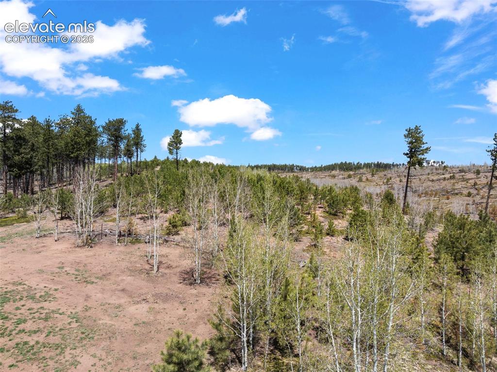Image 46 of 48: Your Back yard. Pike National Forest.