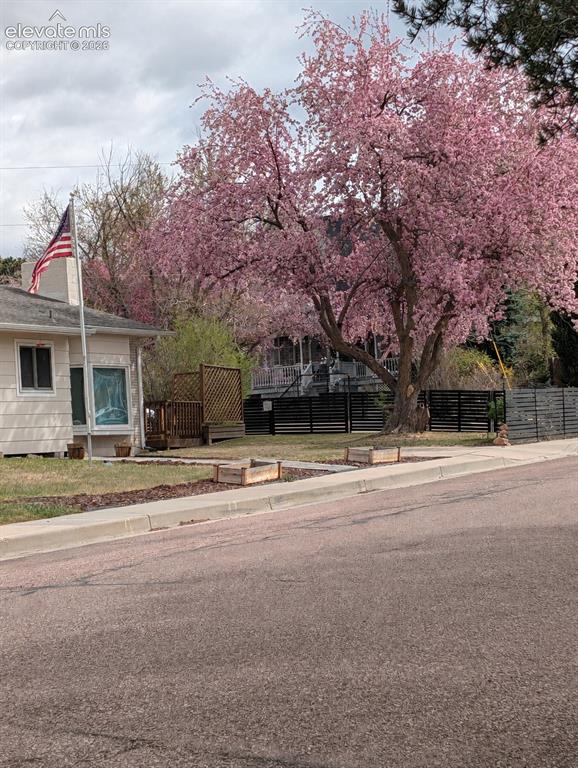 Image 42 of 44: Front Yard Tree in full bloom