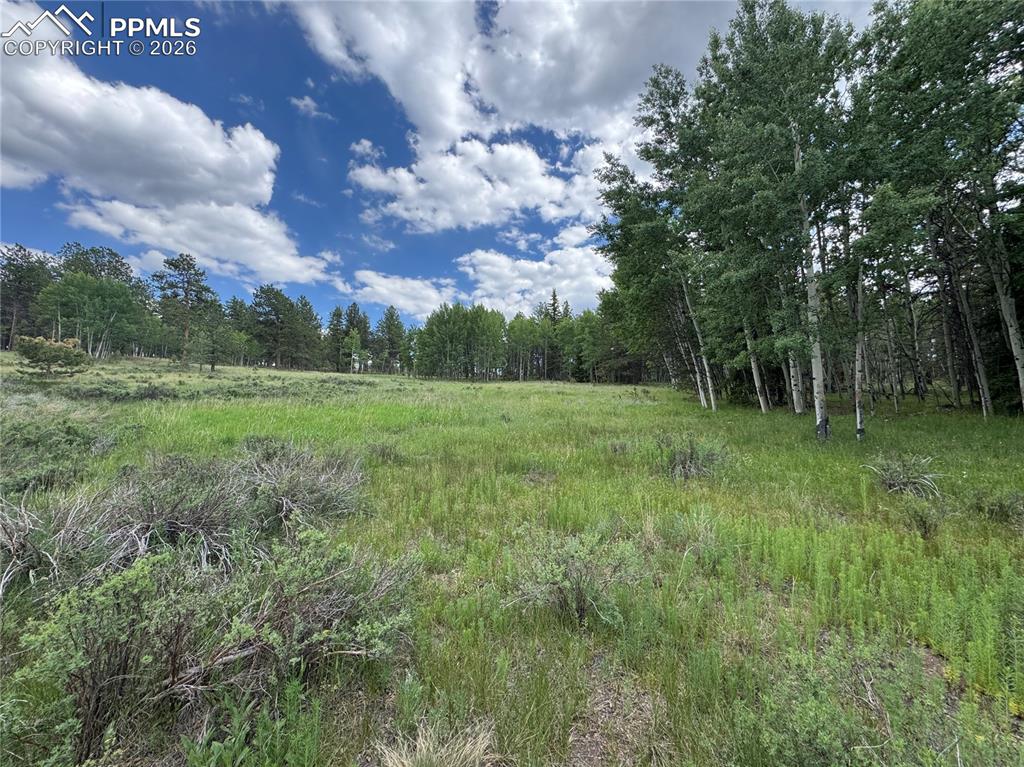 Image 8 of 9: View of wooded area
