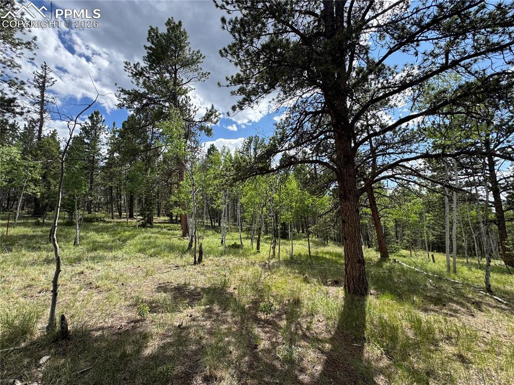 Image 9 of 9: View of tree filled area