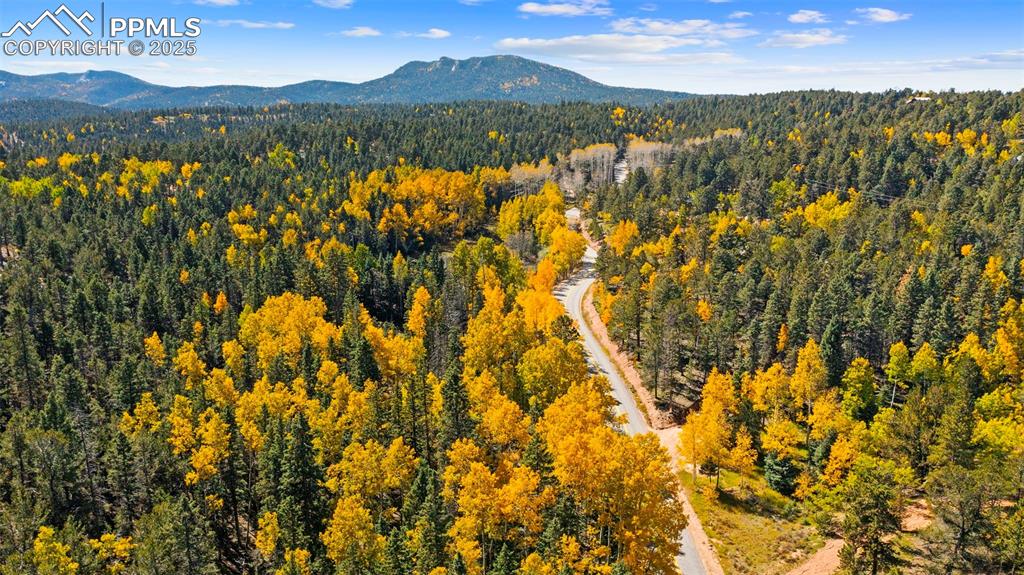 Image 44 of 50: Bird