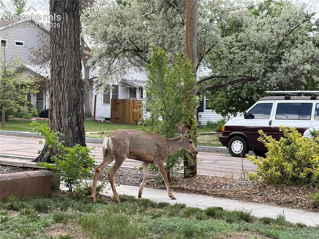 Image 24 of 25: Deer are a common visitor year round