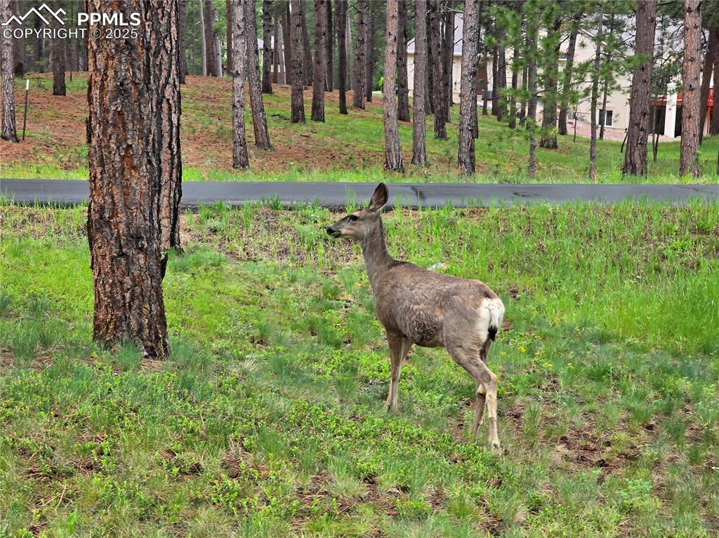 Image 48 of 50: Friendly creatures wander through the neighborhood
