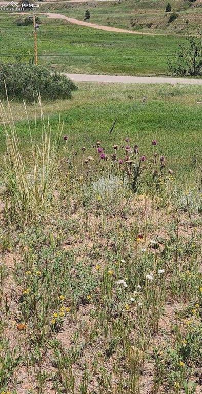 Image 3 of 7: View of local wilderness with a rural view