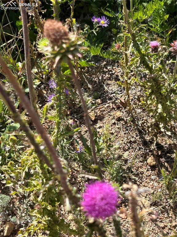 Image 7 of 7: View of nature