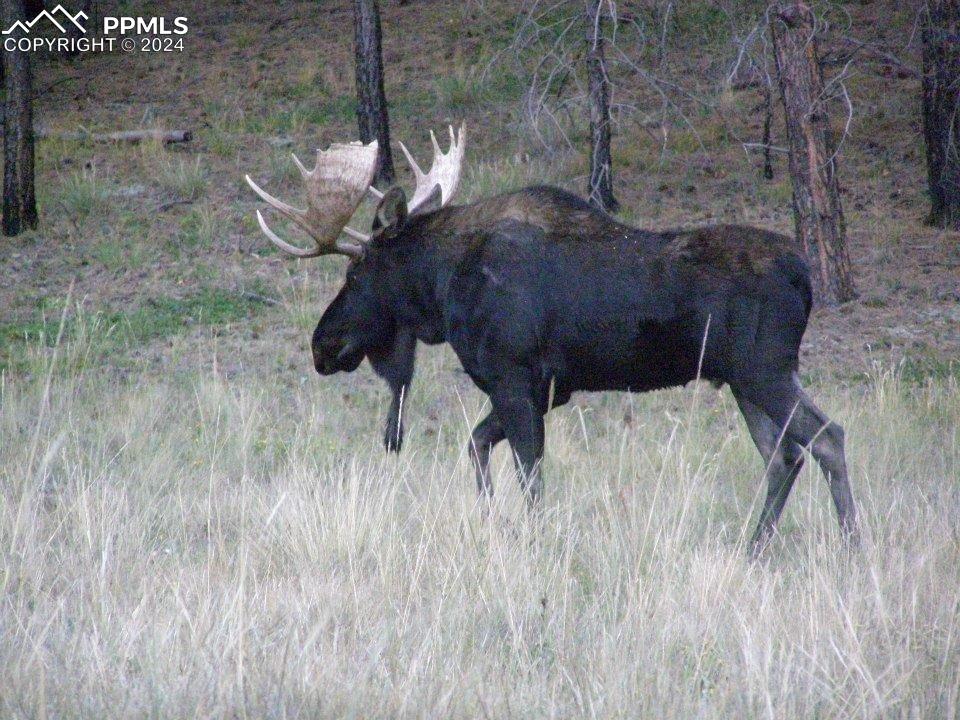Image 18 of 19: Moose caught on camera in Westcreek Lakes