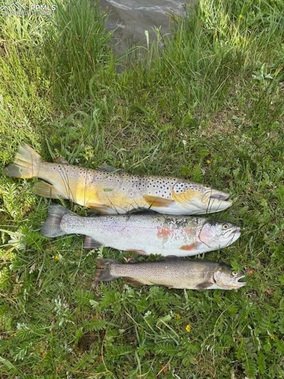 Image 19 of 19: Recently caught at Pine Lakes