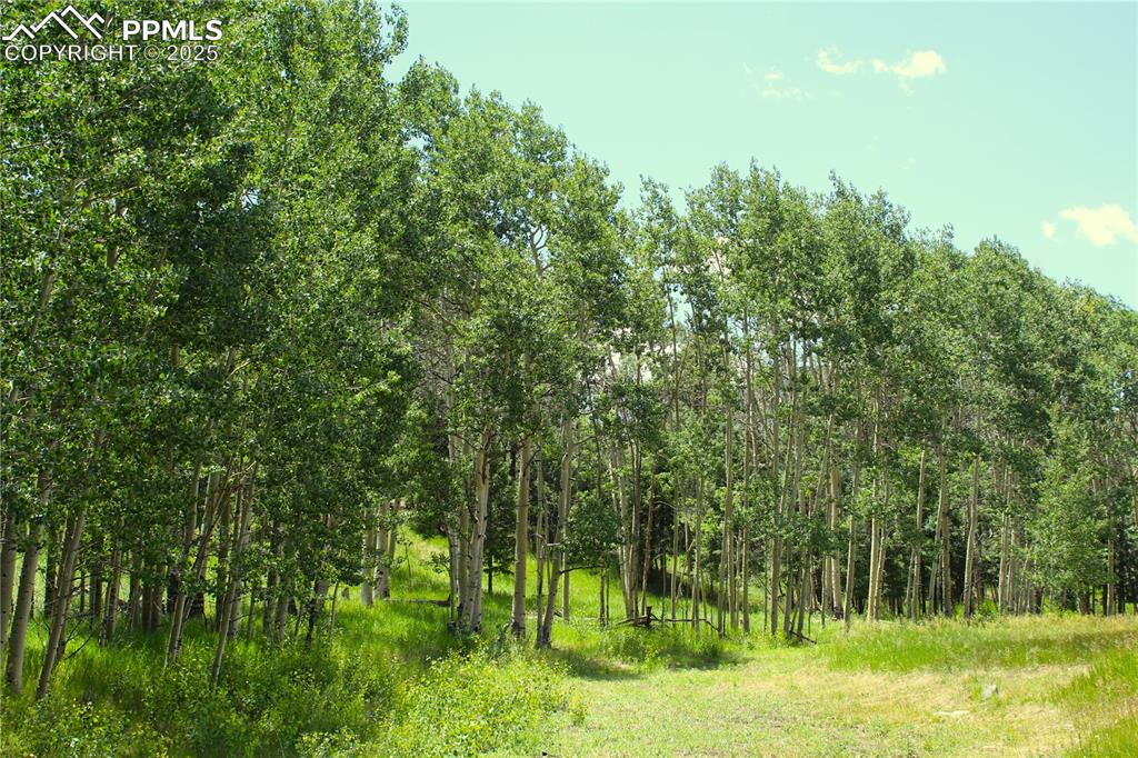 Image 11 of 28: View of local wilderness