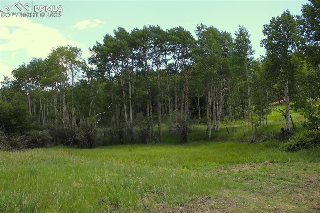 Image 9 of 28: View of woods