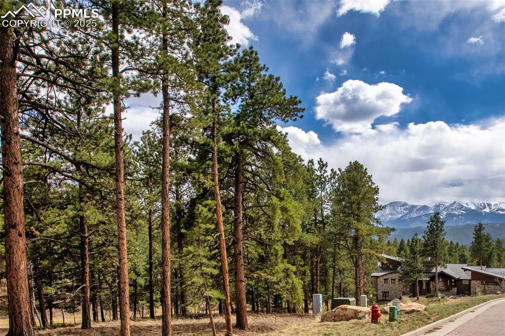 Caption: Trees & mountain views!
